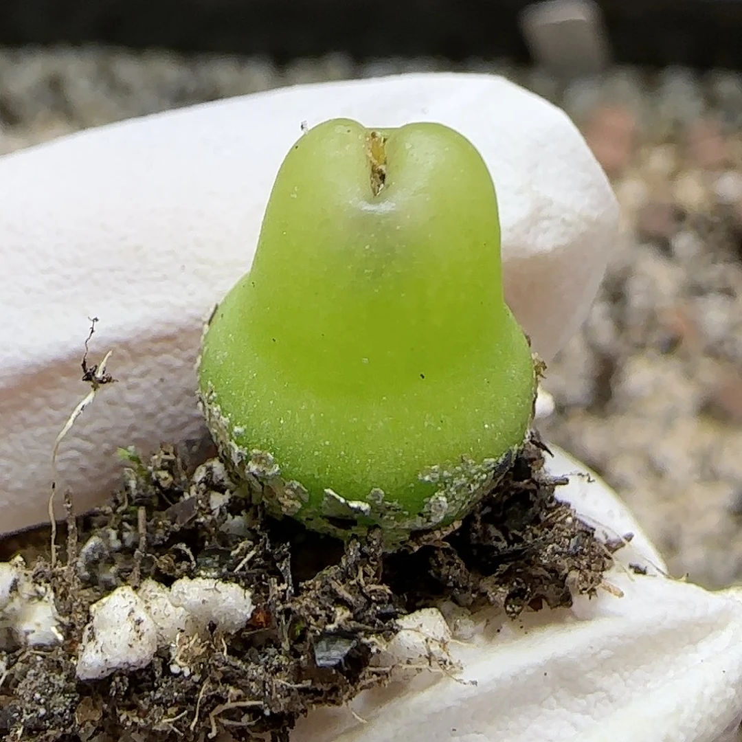 11.17.大葫芦.9028