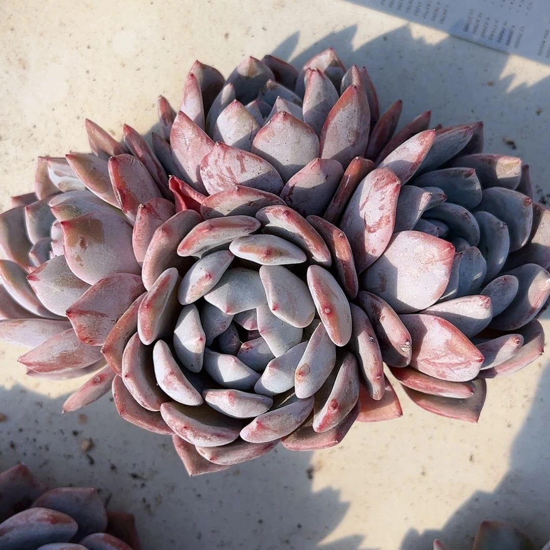 玲*7xjfhvhvgvhvvcgggbbbhbbb