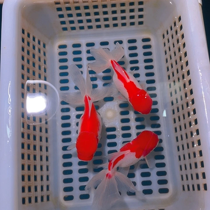 金鱼居****?金鱼宠粉福利