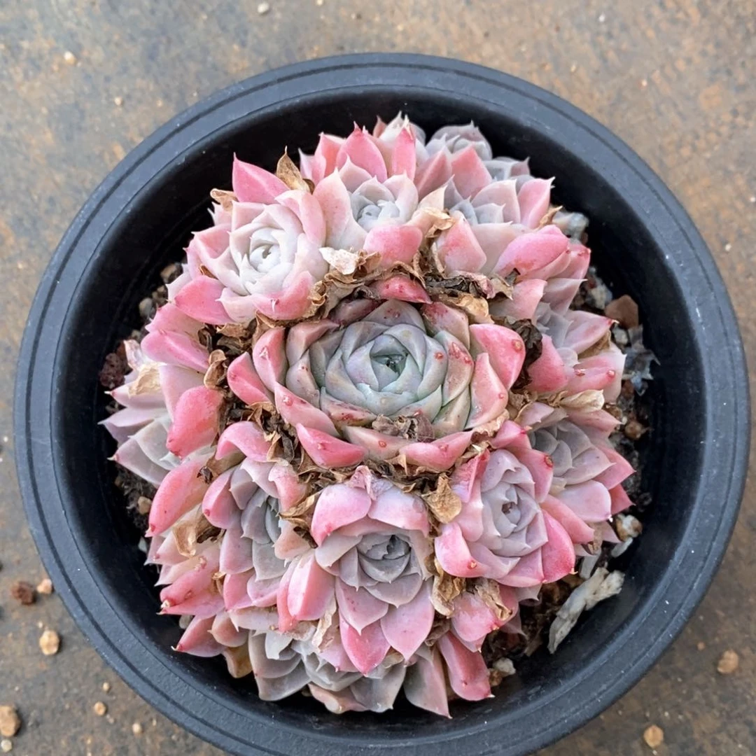 精品多肉一物一拍221