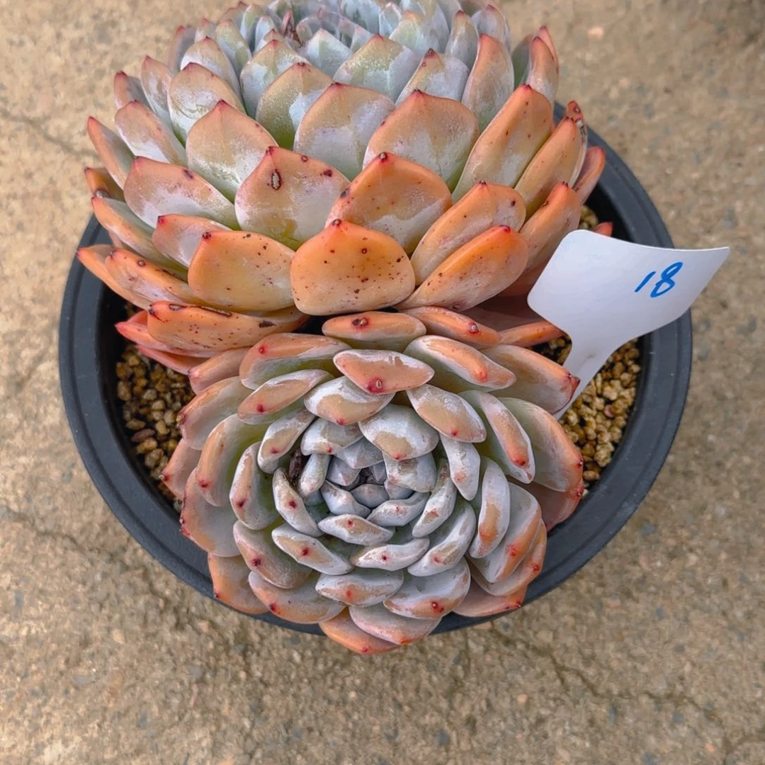 18陈梦露多肉植物身子