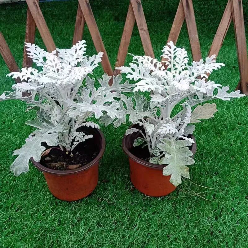 【驱蚊银叶菊】赛车手花苗叶菊耐热盆栽阳台四季庭院花卉宿根耐寒