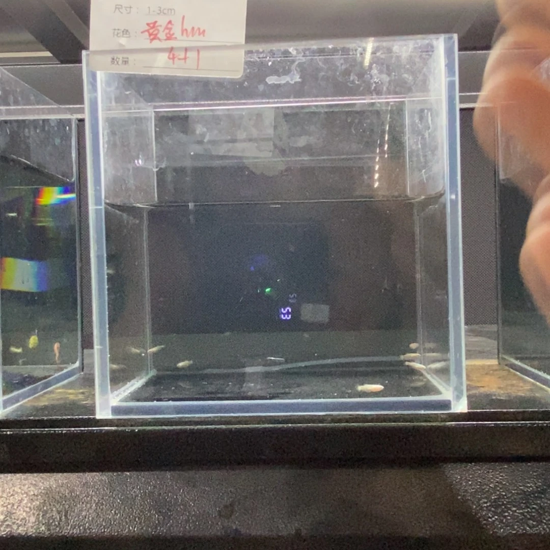 斗鱼包活不包损所见即所得047