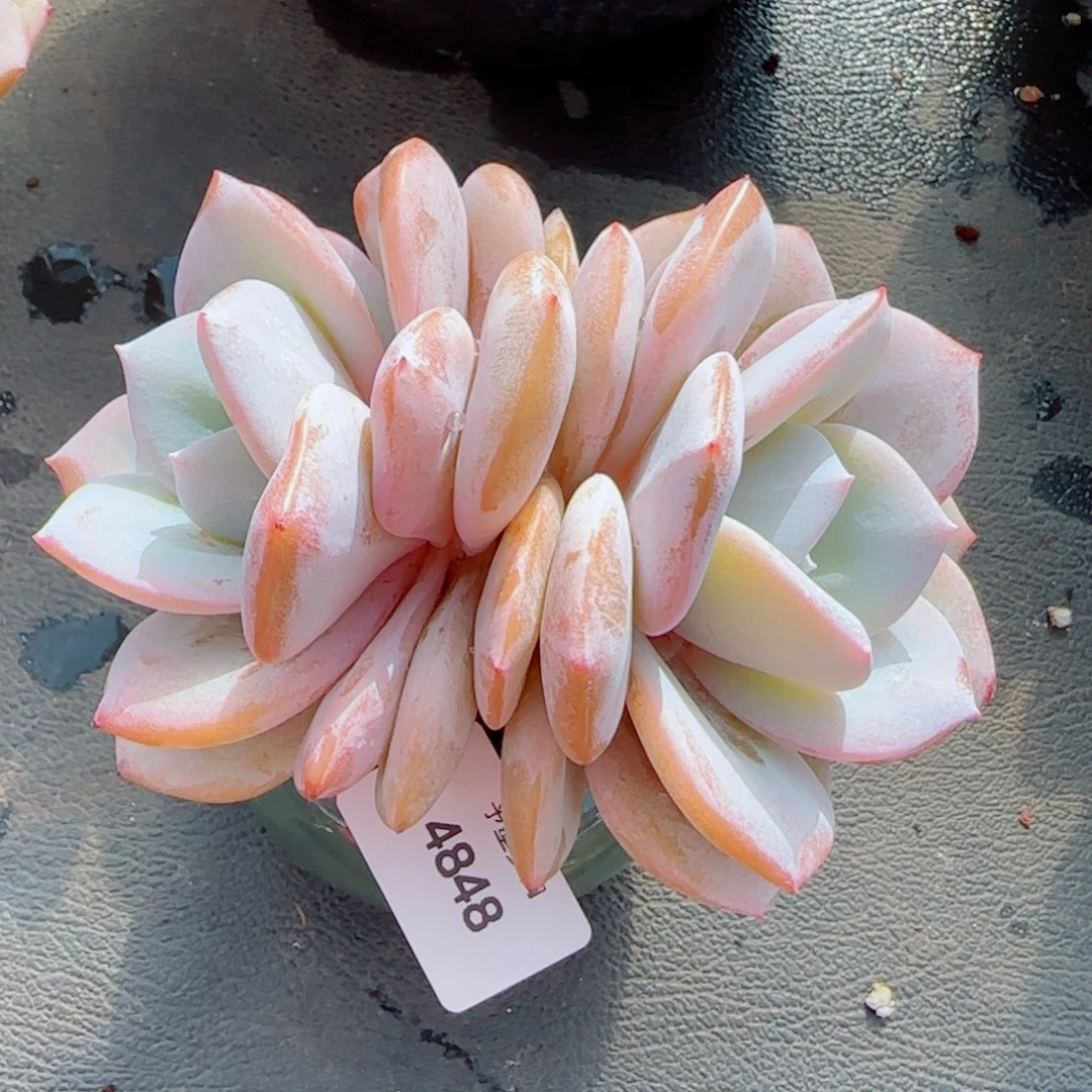 奶茶，4848多肉植物