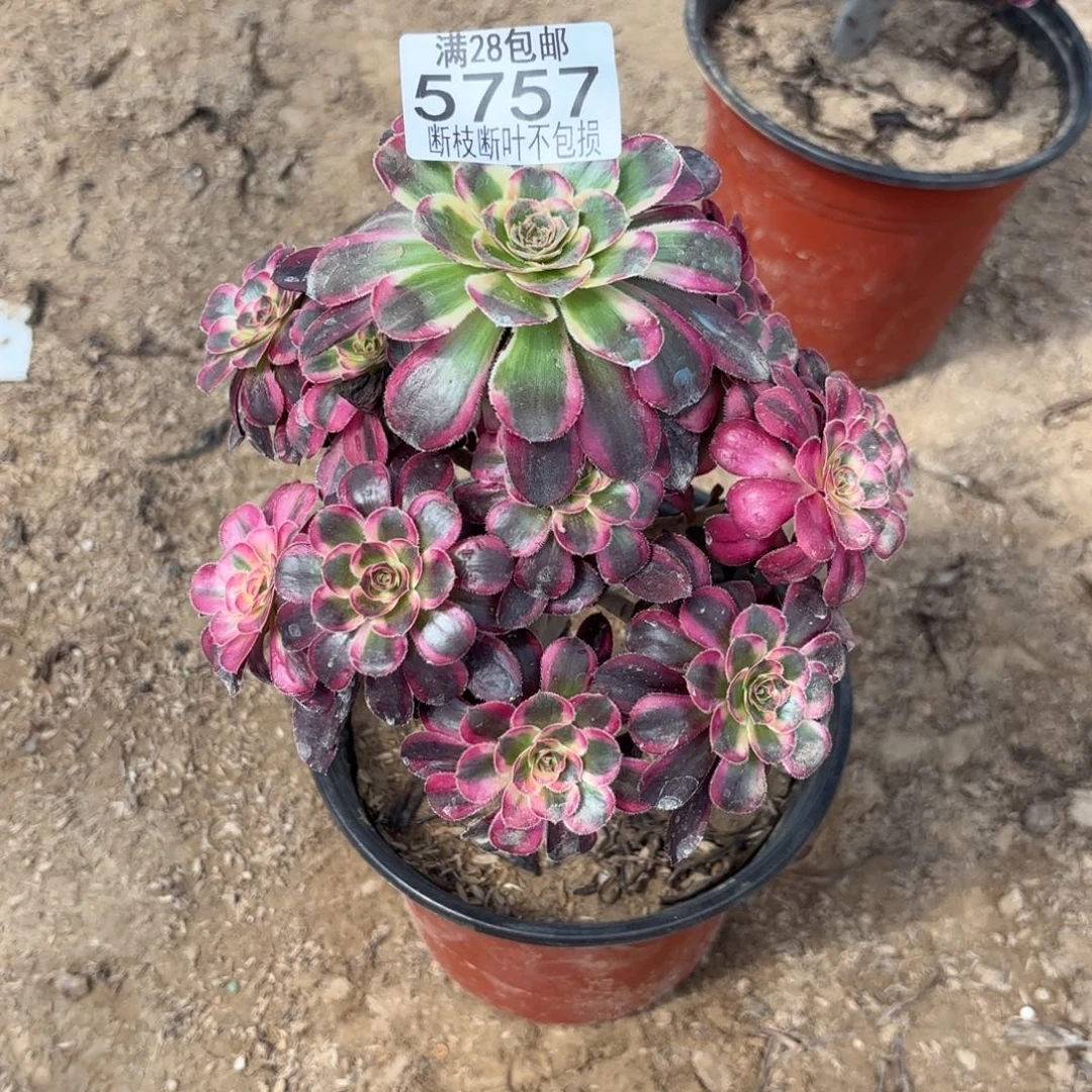 N. 5757丽娜多肉123