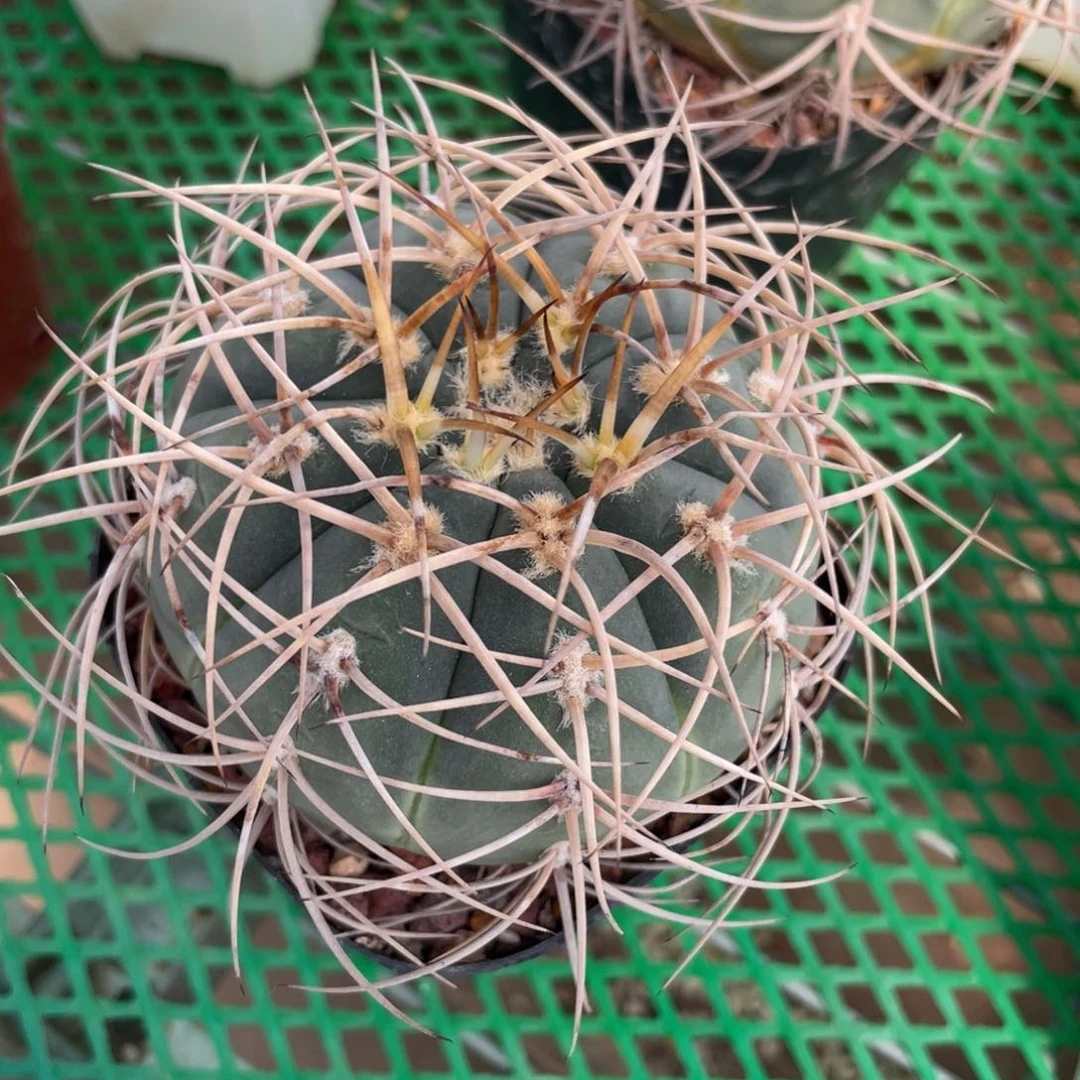 鹿角柱实生仙人球光琳