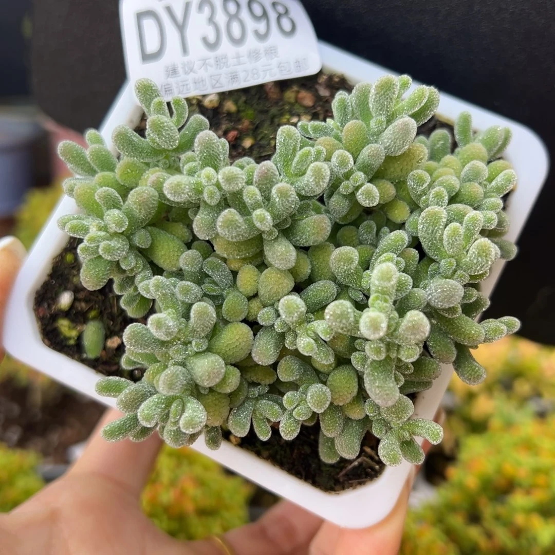 dy3898蝴蝶冰晶冠幅7.5cm