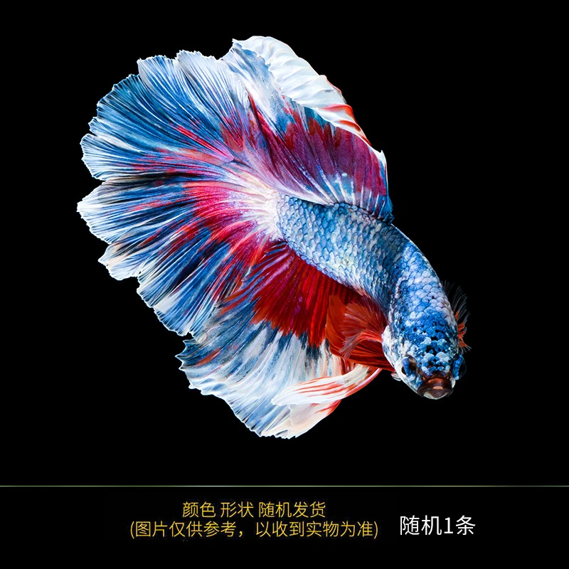 【观赏鱼】泰国斗鱼观赏鱼热带鱼活体淡水好养半月狮子王马尾宠物鱼