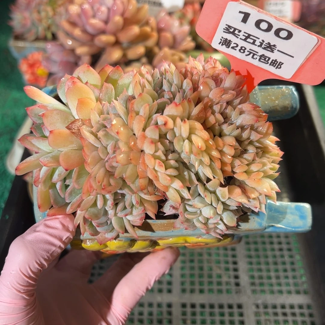 表妹精品多肉植物100.