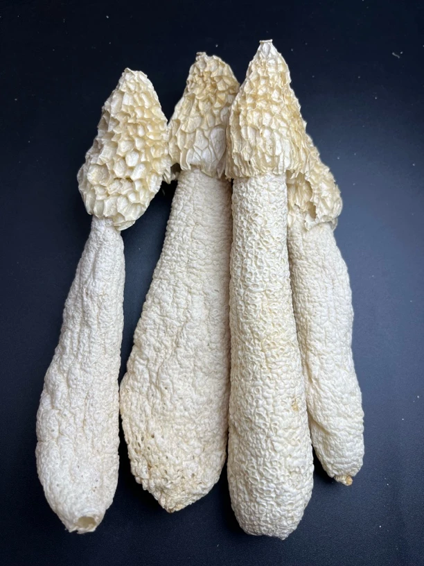 冬荪无裙竹荪干货无硫熏菌菇煲汤食材肉质厚爽口特产农产品干货