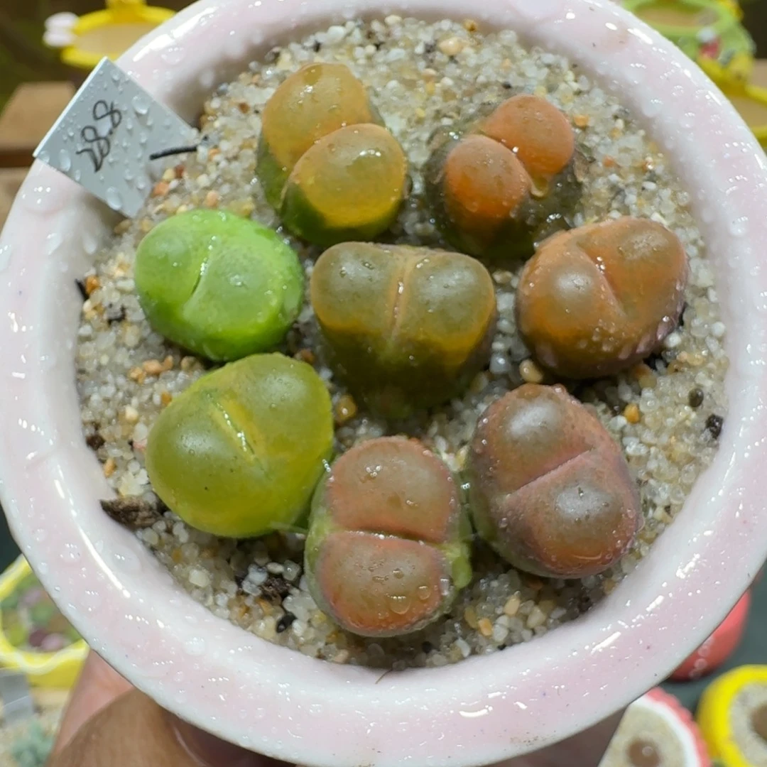蘑菇1036毛汉尼彩拼多肉植物