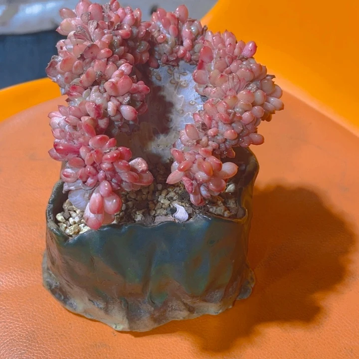 伊***妖谢谢你的支持000000040