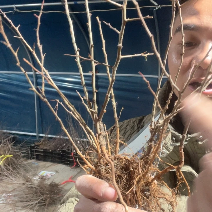 原生星空海棠花一颗