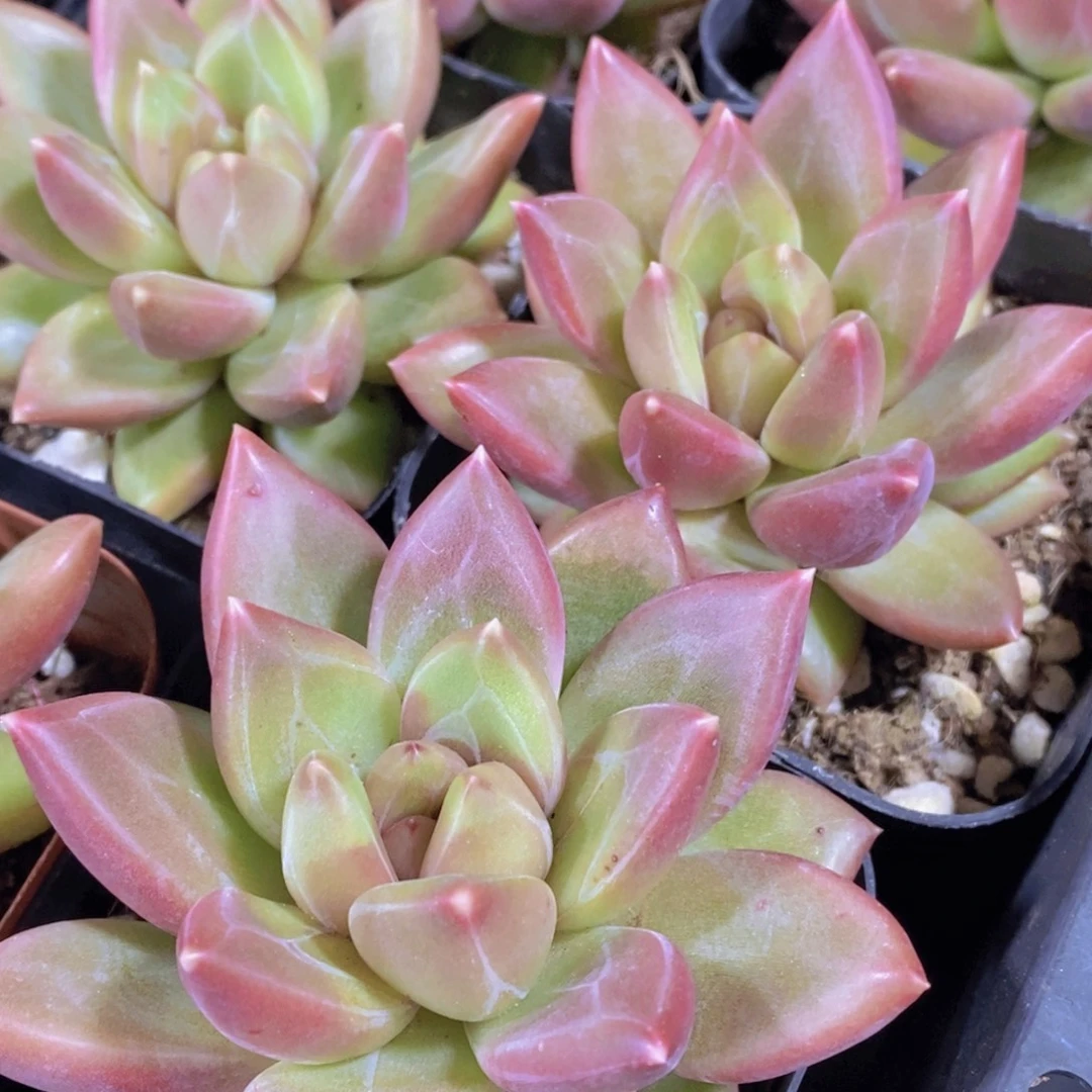 192-精品迷雾泡泡单头一个 福利