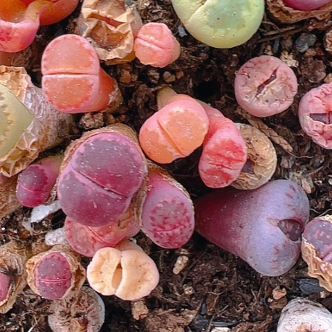 20344团团圆圆呀