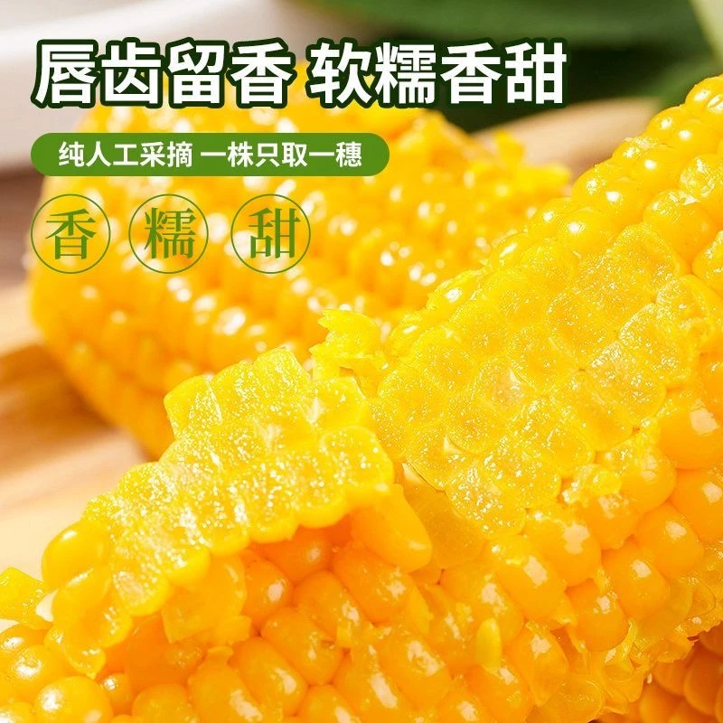 【试吃两支】25年头茬东北黄糯玉米260g*10支香甜软糯