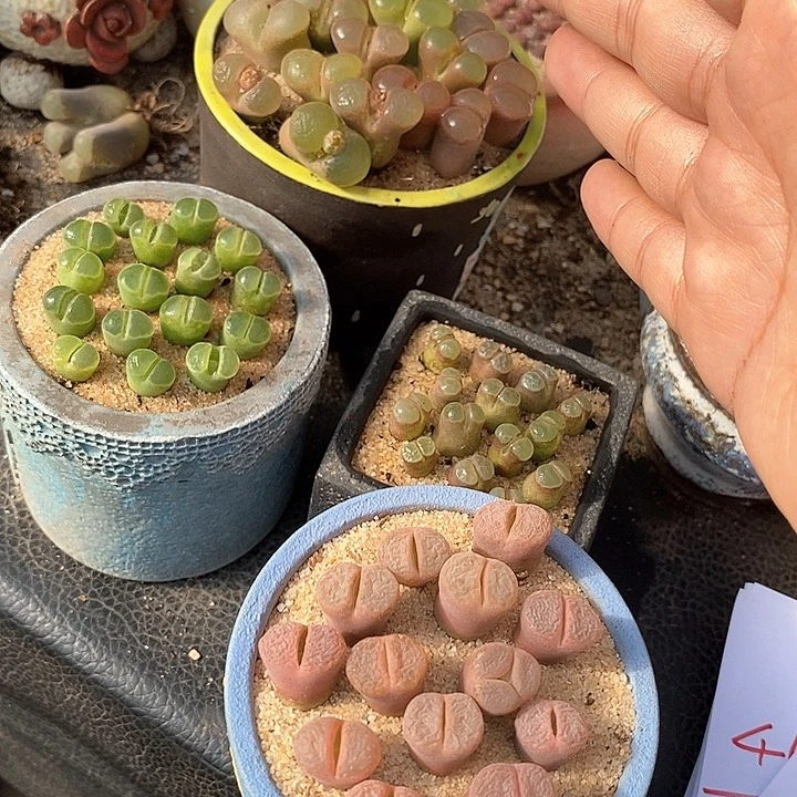 4523磁铁➕c10➕y400➕粉红少女