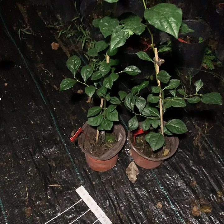无花朵红灯嫁接苗43.8