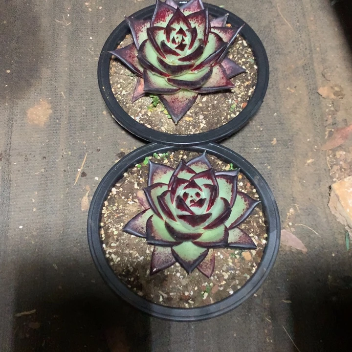 曾***节美肉特价活动开始啦