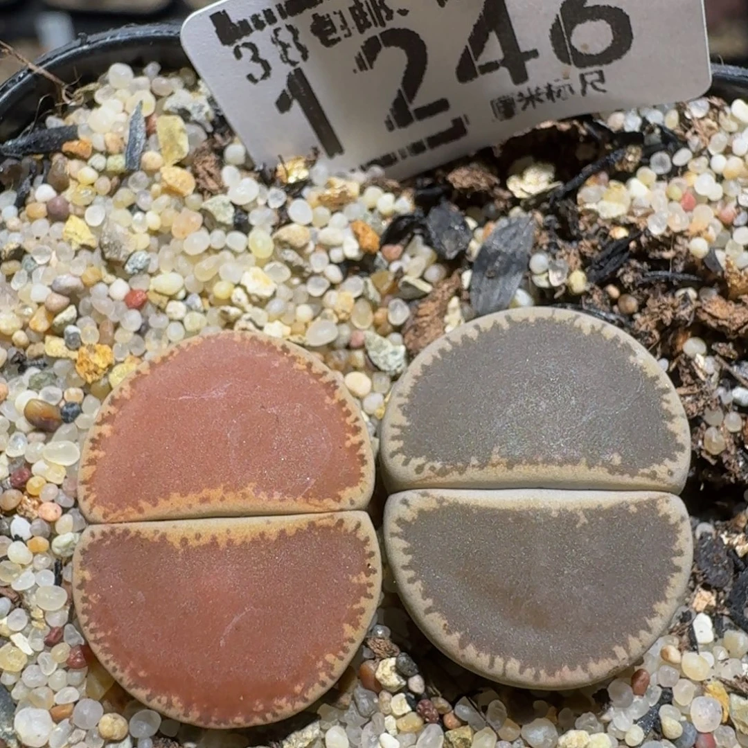 zzzz生石花肉锥1276