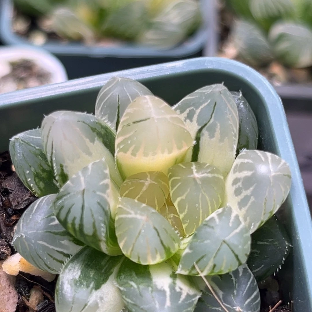 恭喜发财大吉大利2938