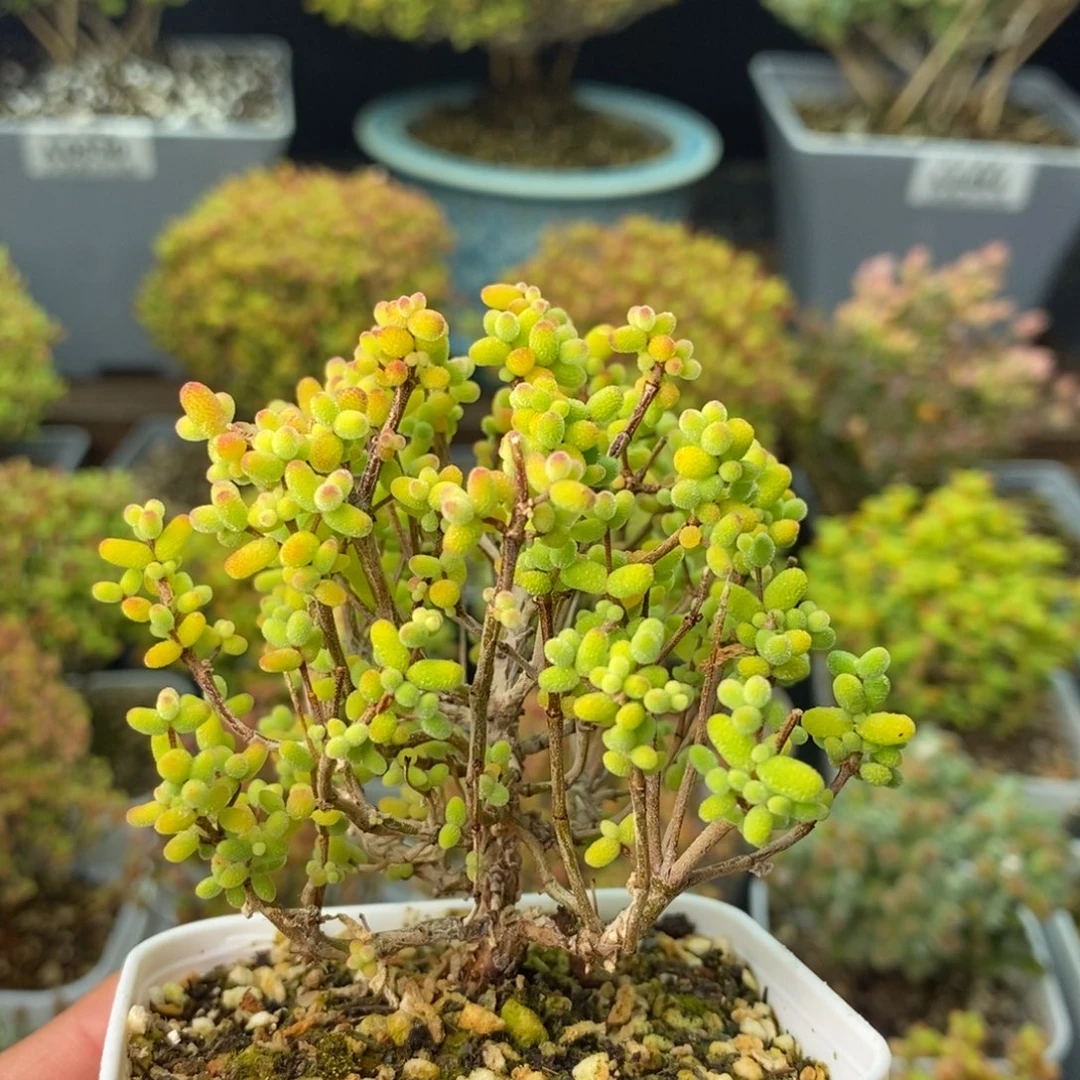 0571金桔糖球 。