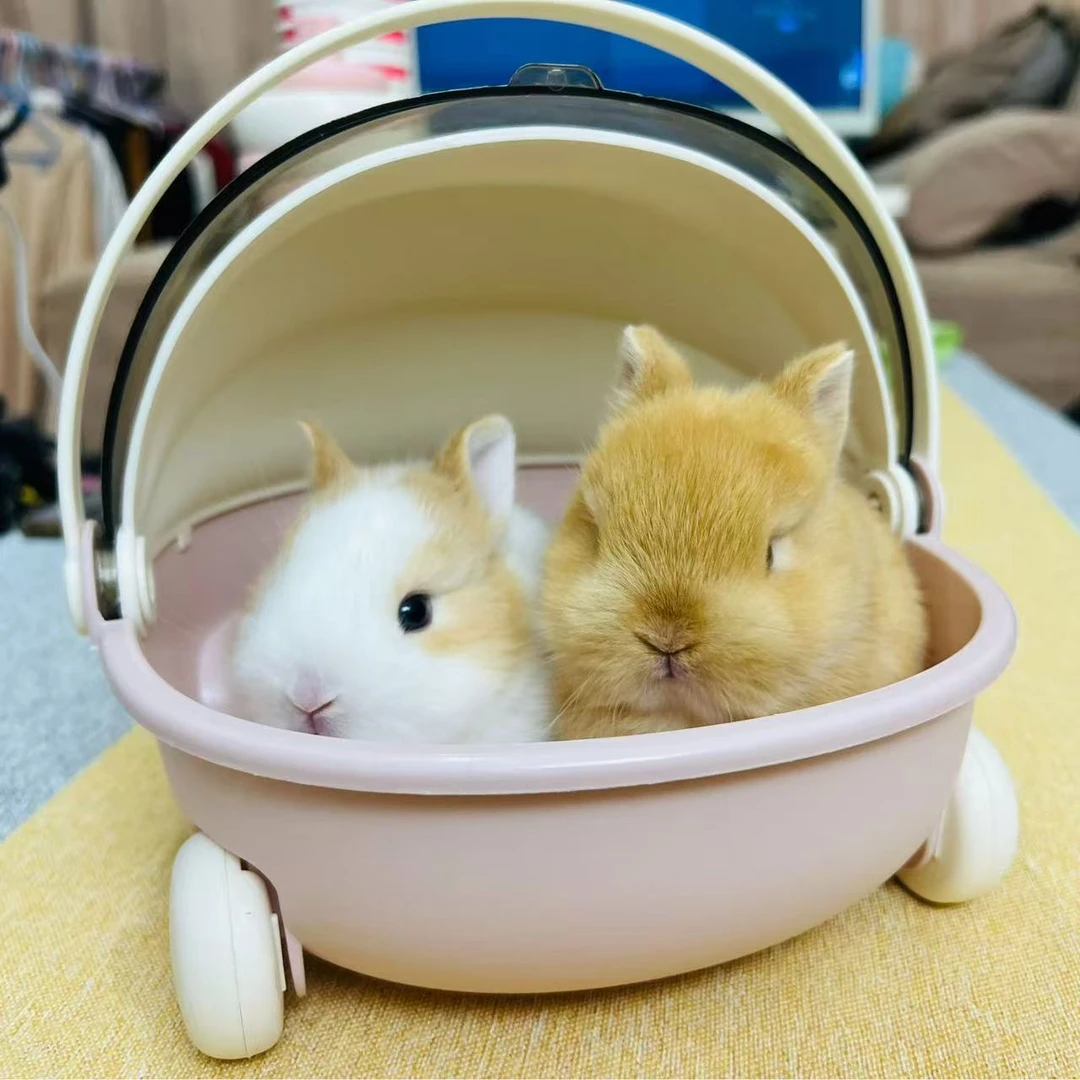 兔侏儒兔活体宠物长不大亲人粘人不咬人适合家庭饲养