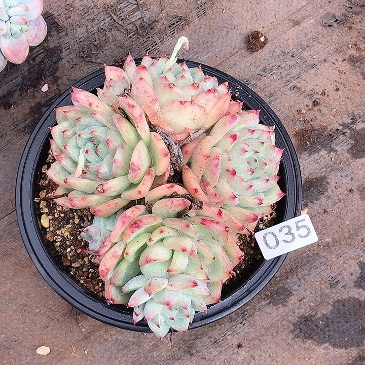 035白拉糖一物一拍多肉