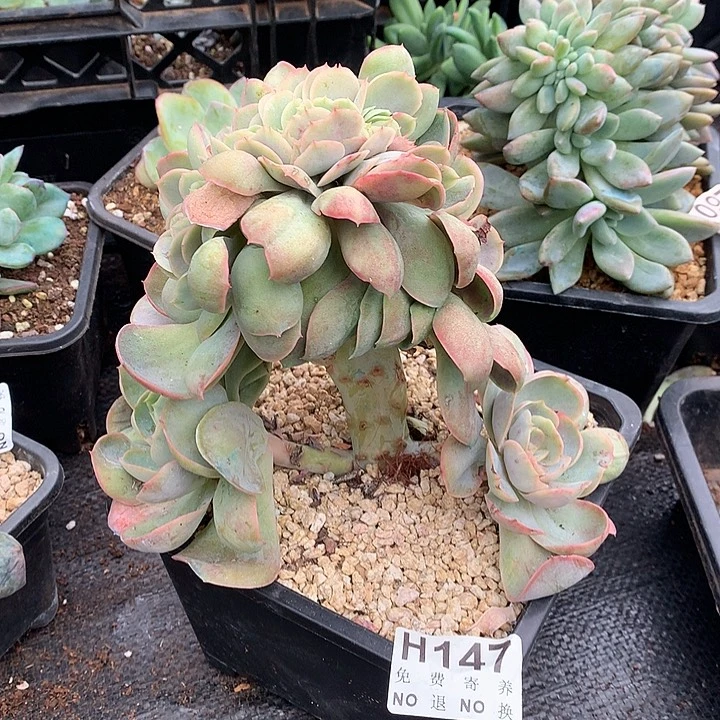 桃花坞缀化 非偏远38包邮节后发货