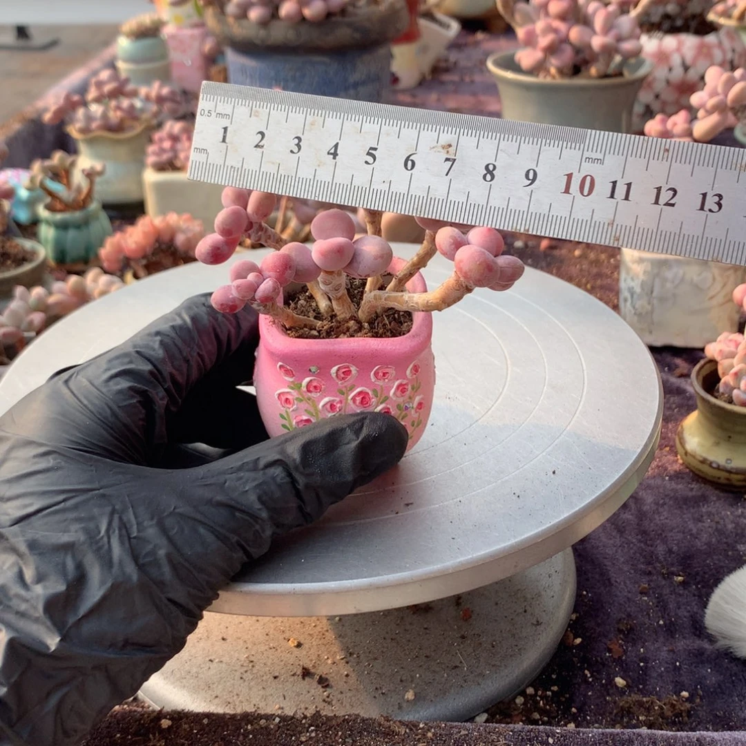 82号桃蛋带盆偏远地区不包邮的