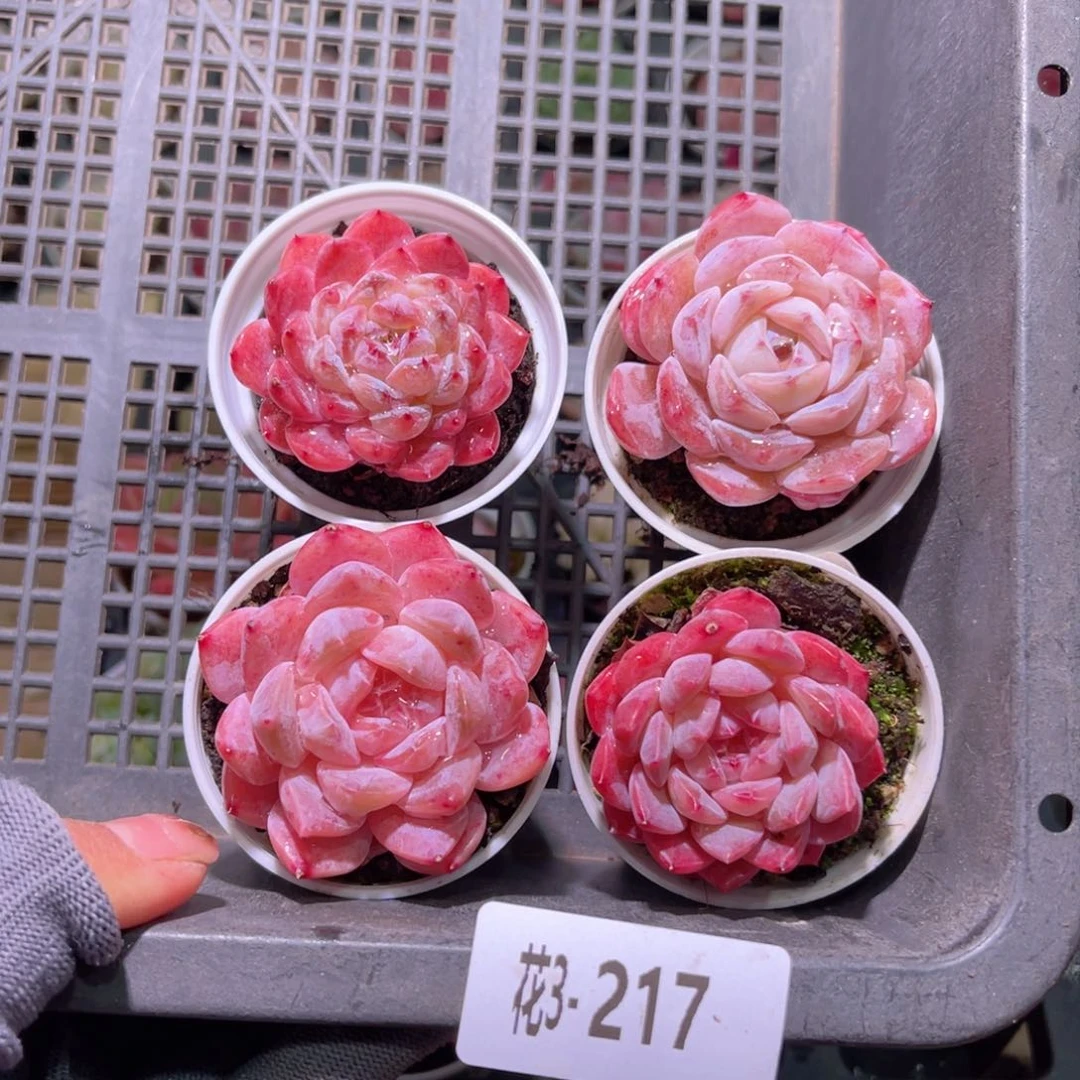 花03-217组合多肉4颗