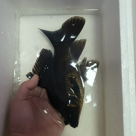 蝴蝶鲤鱼墨蝶大鳍大尾