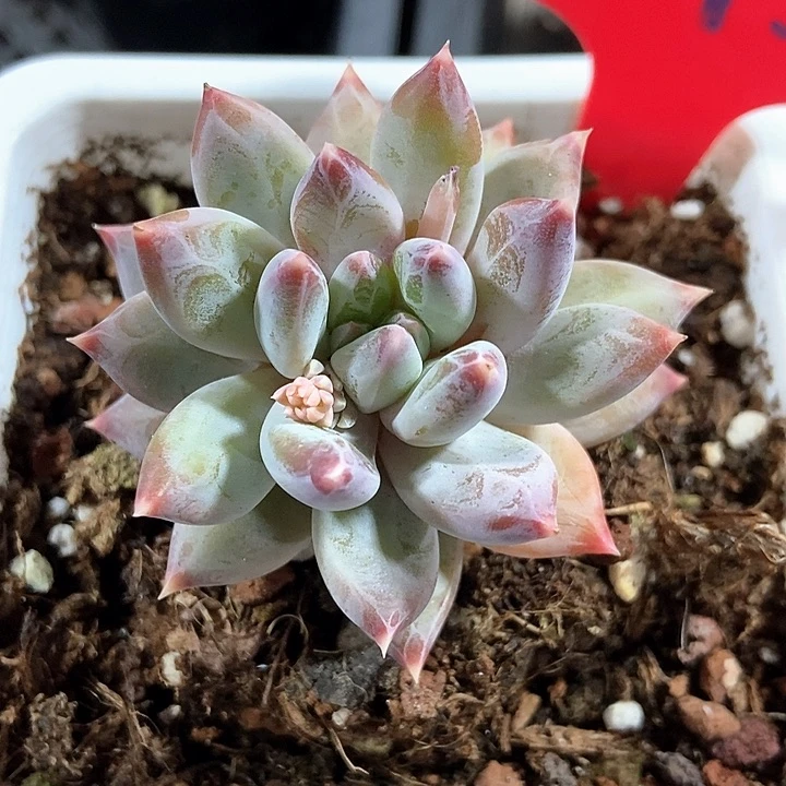 多肉植物975多肉