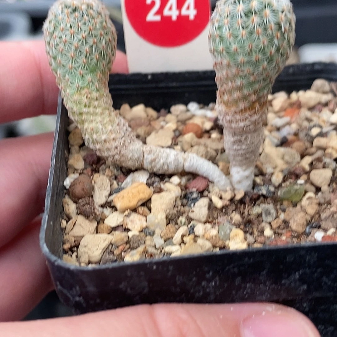 双头赤花美针玉一颗仙人球