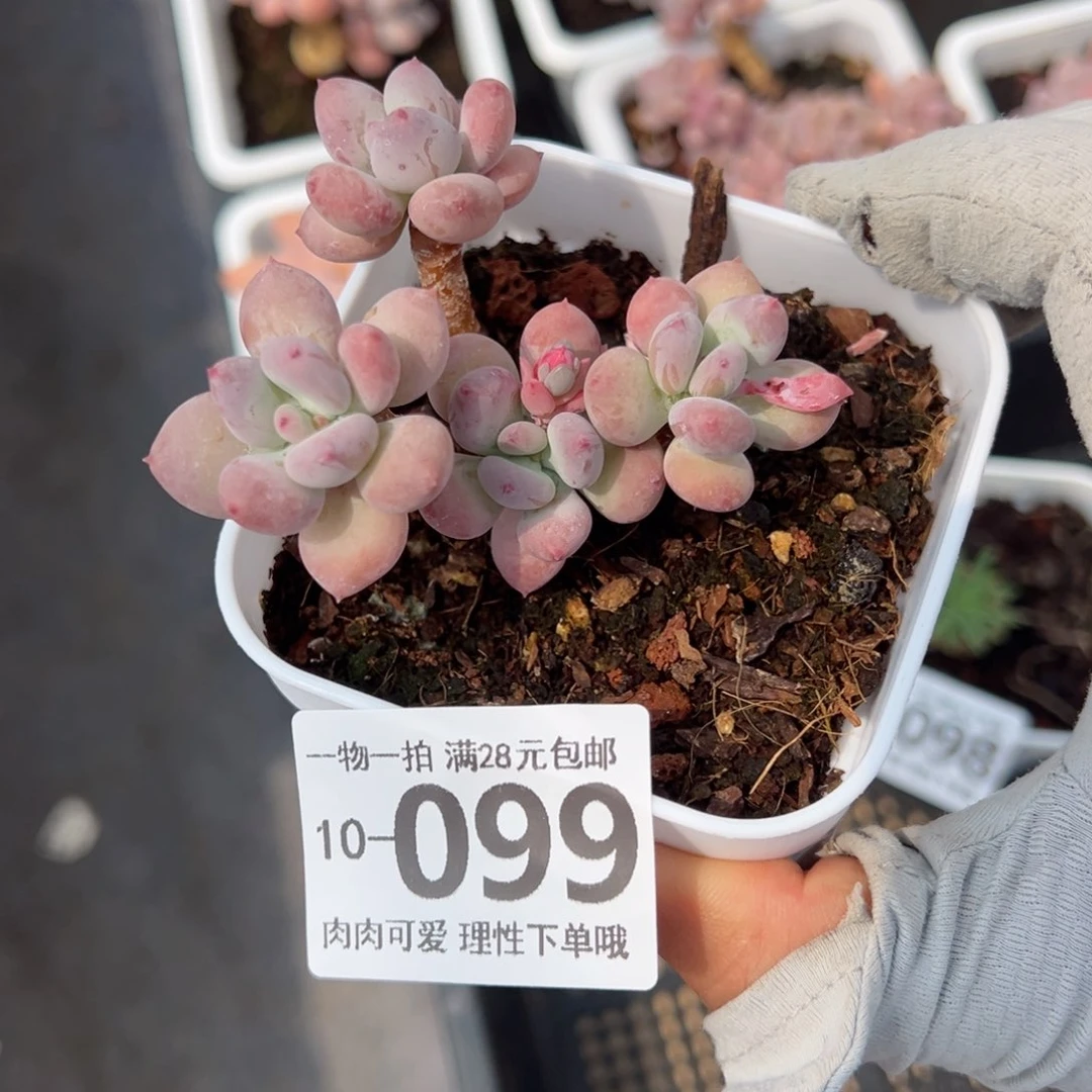 苹果奶多肉多肉多肉多肉多肉