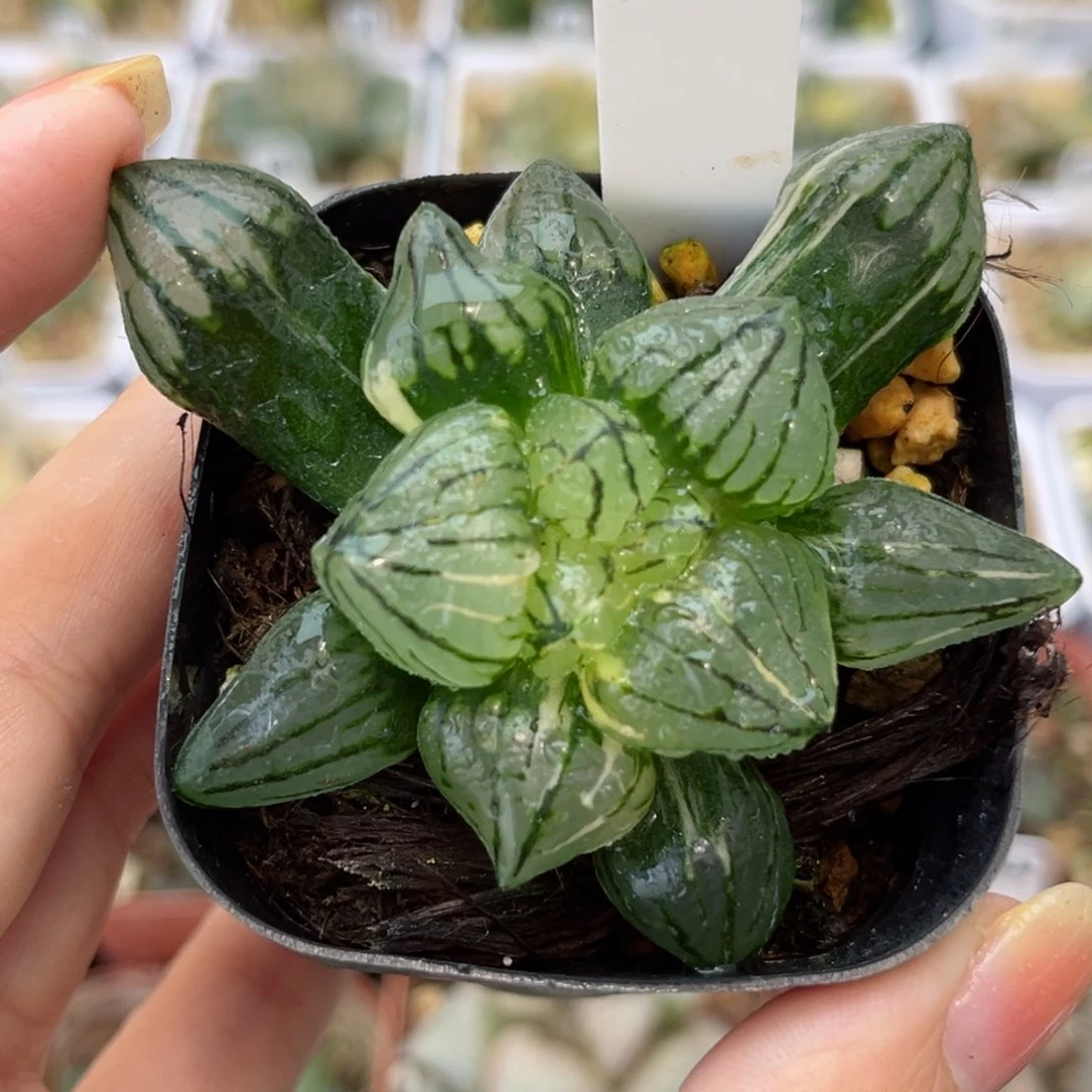 703西瓜寿锦哈哈哈哈哈哈