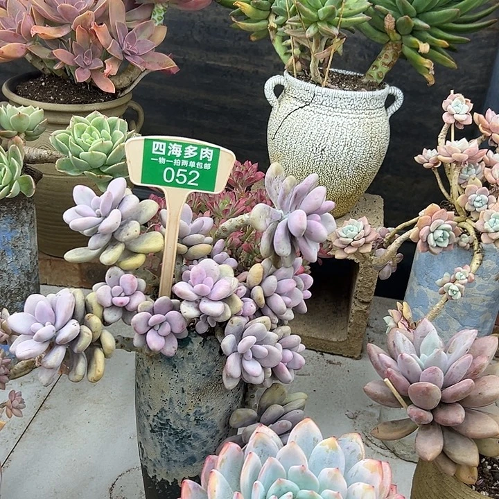 茶***香淘蛋多肉植物精华052