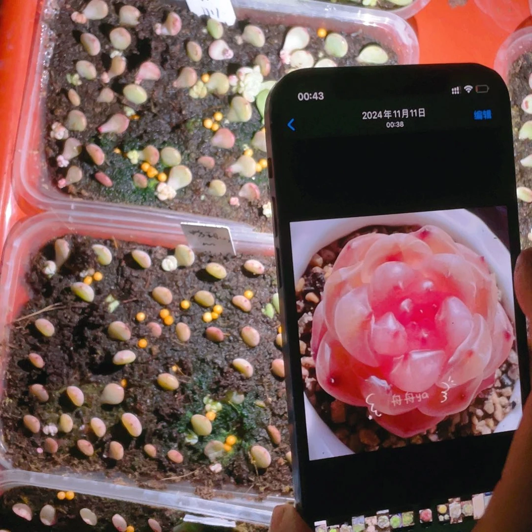 粉甜心甜心芝麻苗一个满25包邮