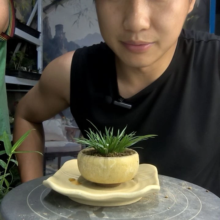 不***茶中青园艺一物一拍170