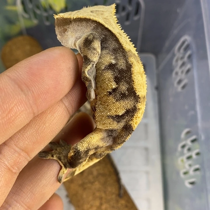 睫角守宫2025.11.16三号