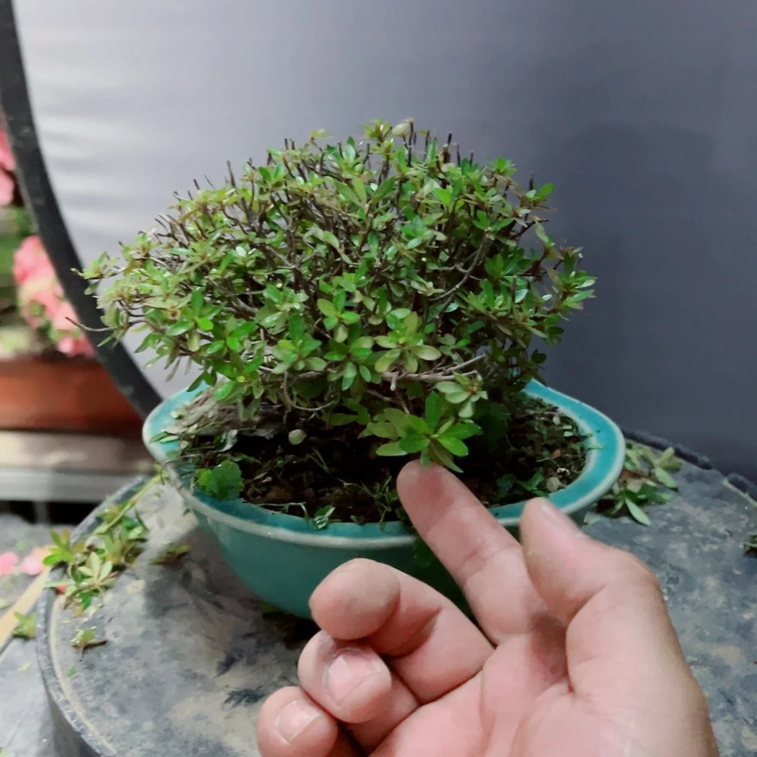 无花朵用****8盆景皋月杜鹃6766