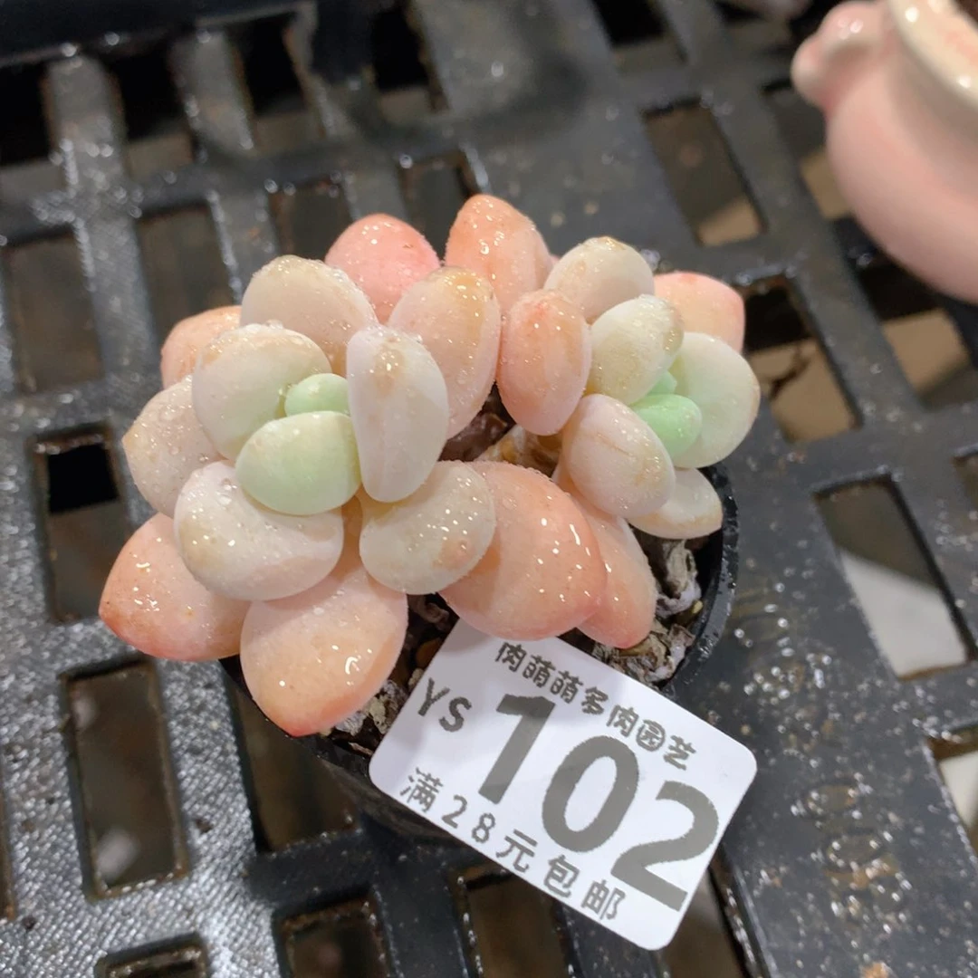 肉萌萌拇指盆精控多肉YS102