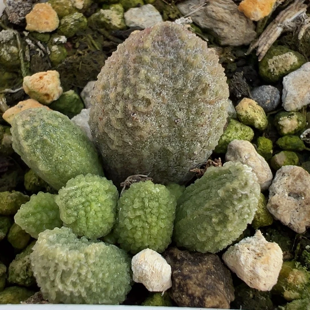 绿色系实生新品多肉植物水泡