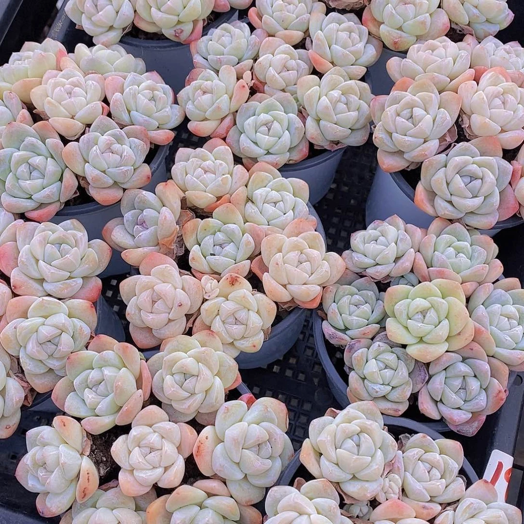 0212/奶油冰玉单头7颗一组量拍