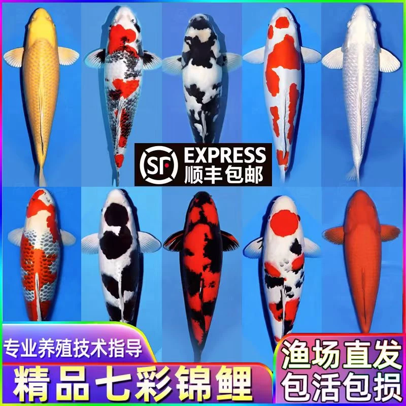 精品留养锦鲤冷水观赏鱼淡水鱼好养耐活包邮包损