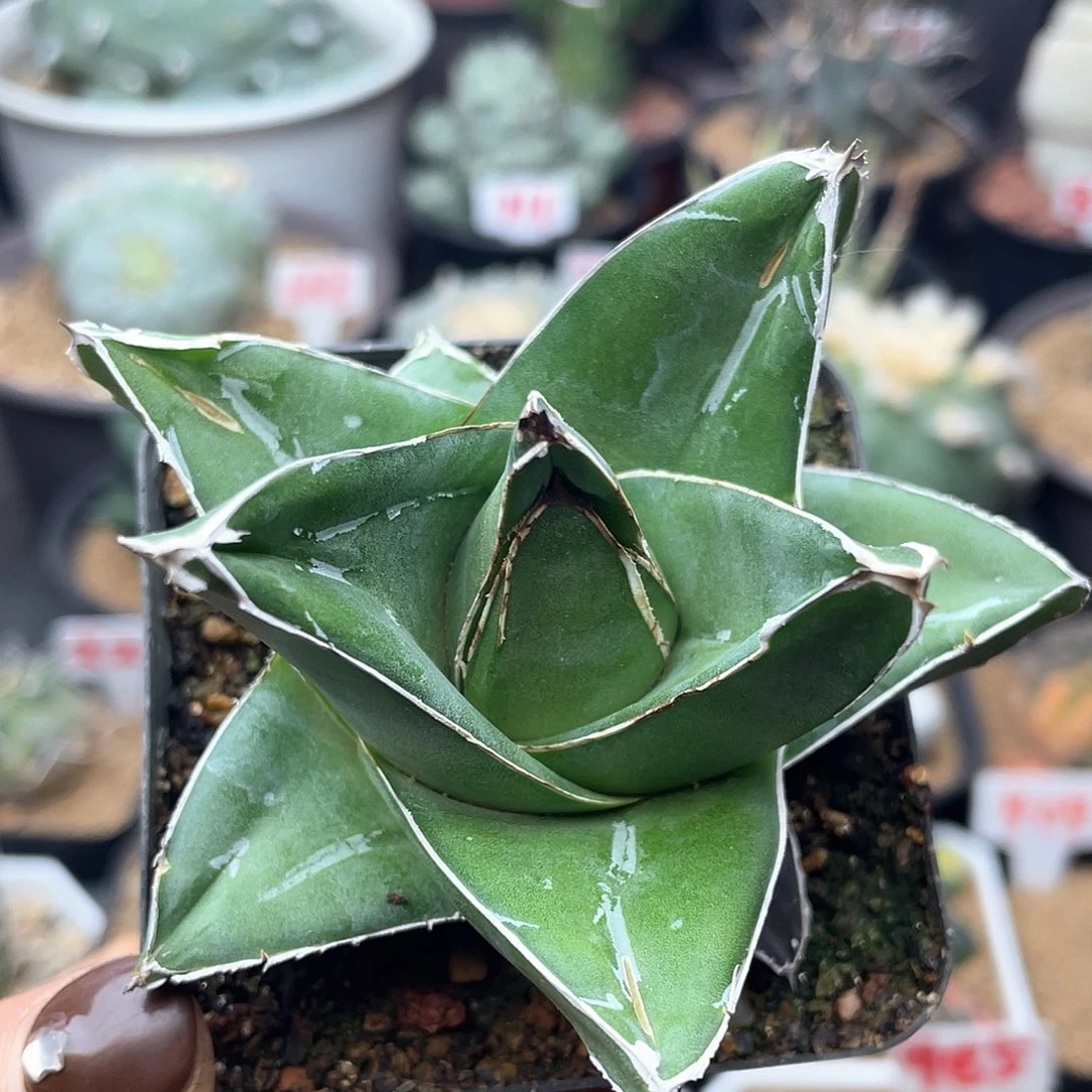 龙舌兰桃太郎仙人球多肉