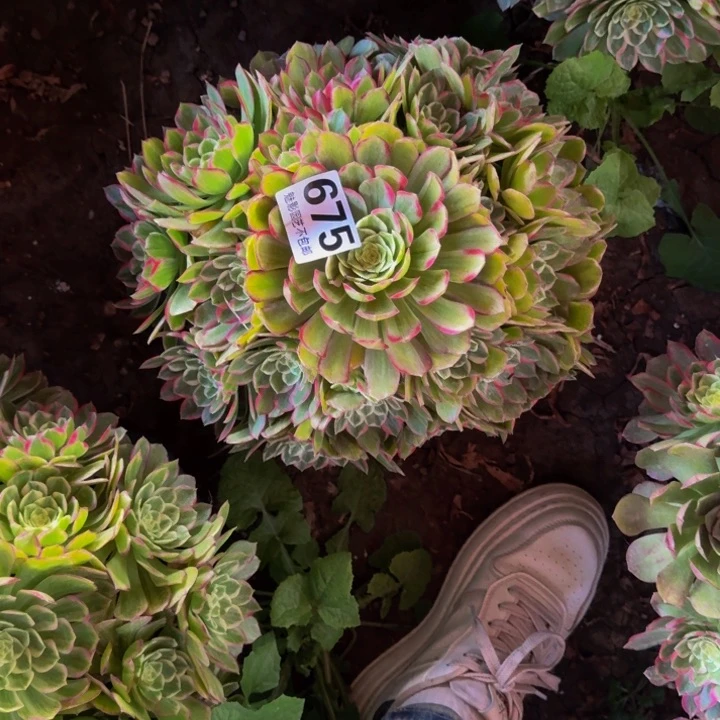 莲花花29-54包邮花花