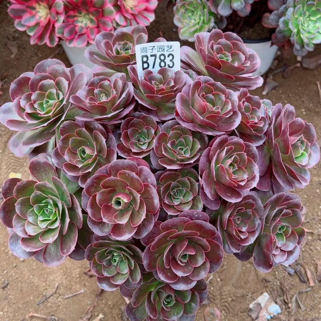 783魅金玫瑰尺寸28左右