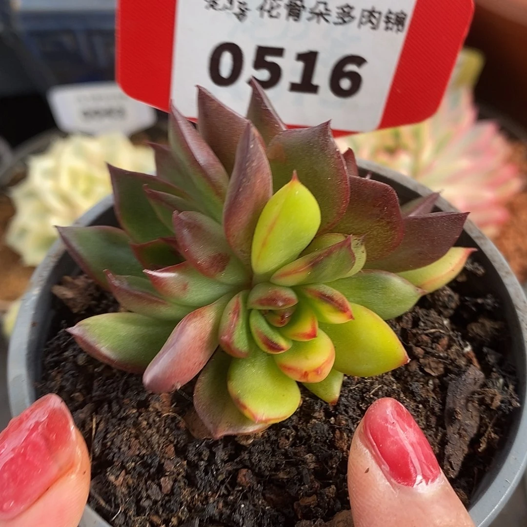 516三头哈哈哈哈哈