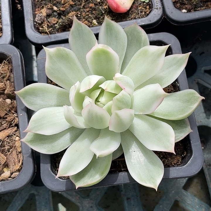 宝莲灯白锦。锦龙一物一拍